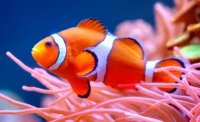 clownfish